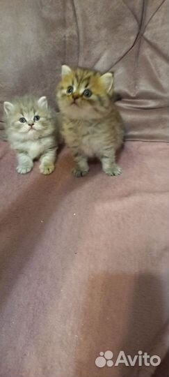 Шотландские котята