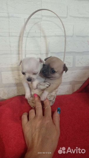 Щенки чихуахуа