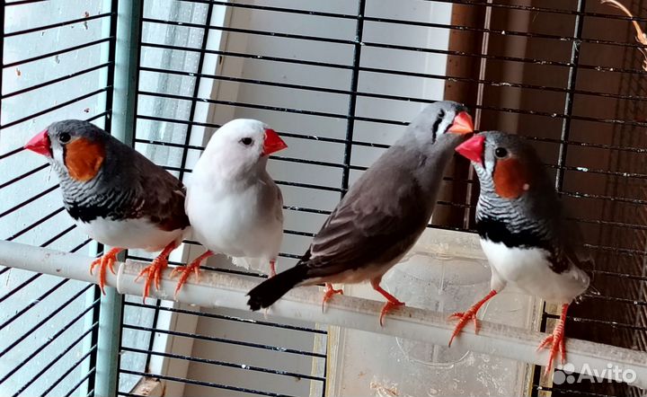 Зебровые амадины