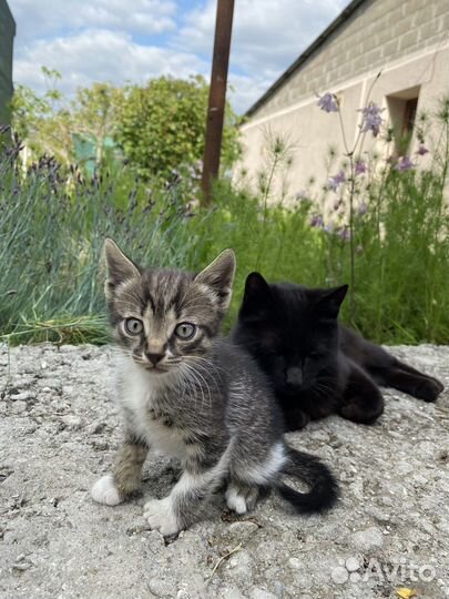 Котята в хорошие руки