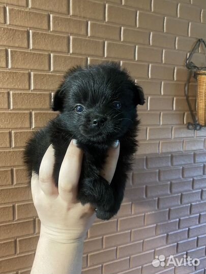 Померанский шпиц мини мальчик отдам