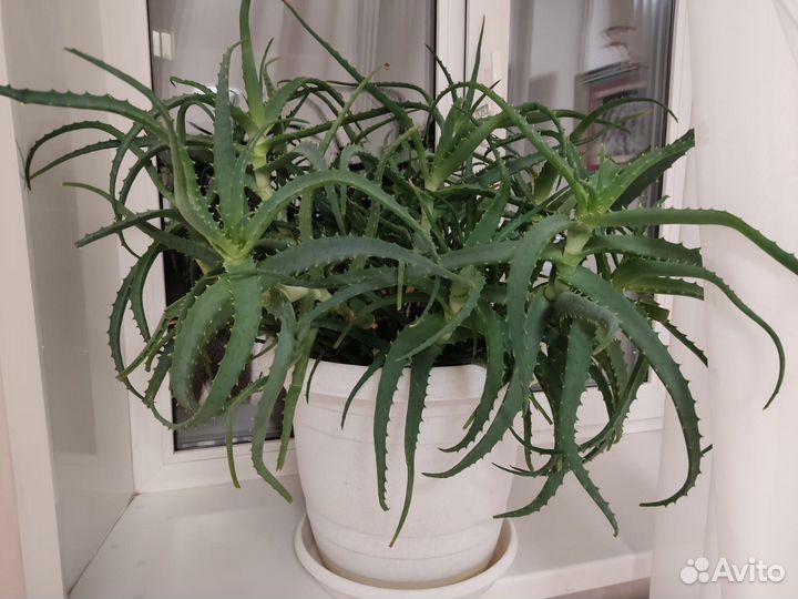 Алоэ вера лечебный