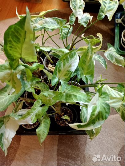 Сингониумы