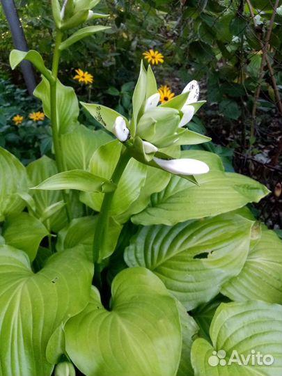 Хоста белая