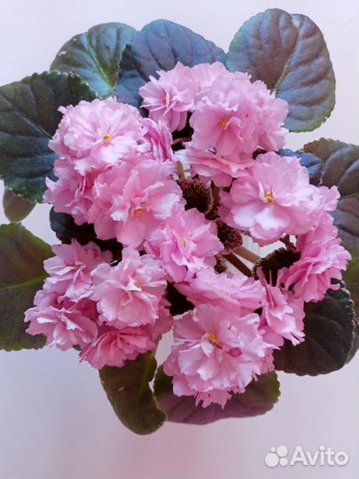 Сортовые фиалки