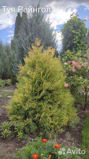 Туя шаровидная
