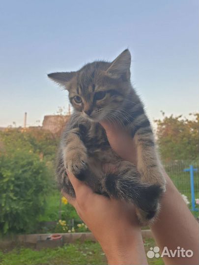 Котенок девочка