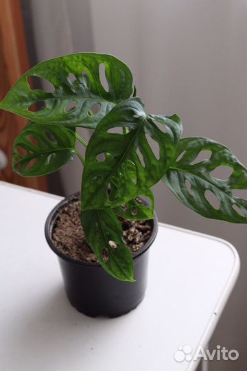 Монстера манки