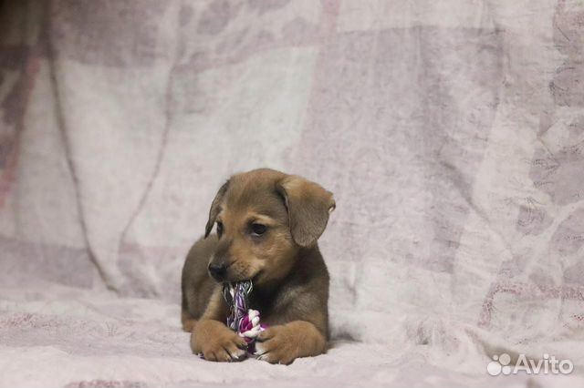 Самый сладкий в мире щенок (собака, мальчик)