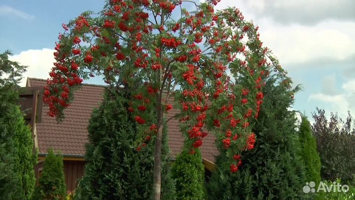 Рябина обыкновенная