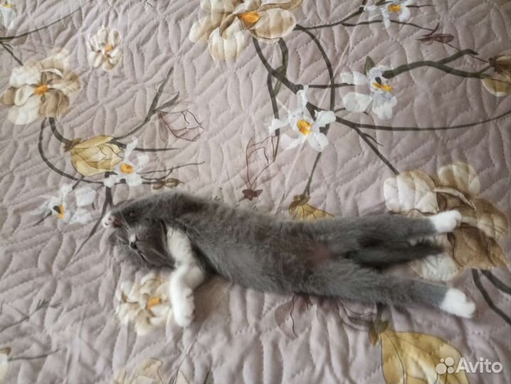 Британские котята