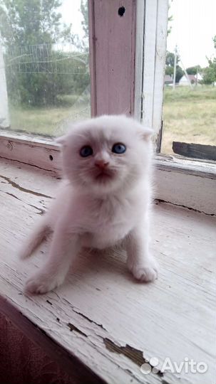 Кошка в дар бесплатно