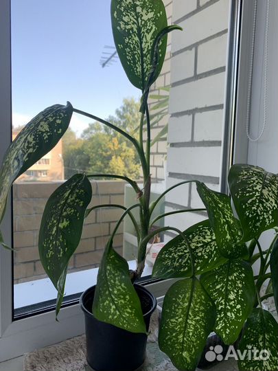 Диффенбахия