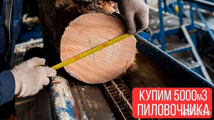 Возьмем у вас - Еловый кругляк, объем 15000м3, сей