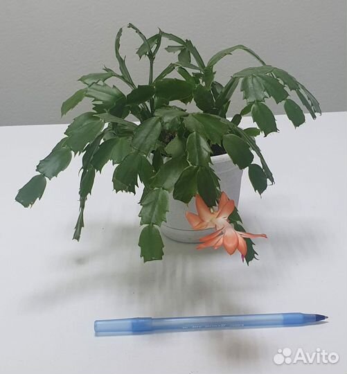 Шлюмбергера усеченная