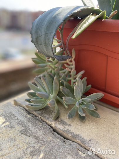 Редкие суккуленты Эхеверия