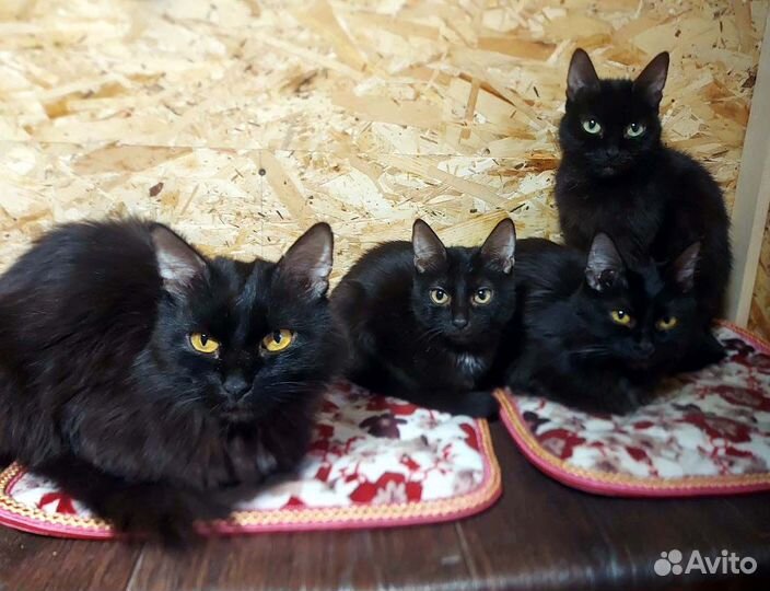 Котята ждут хозяев