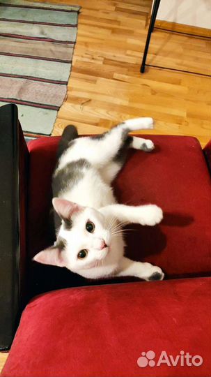 Котик 8 месяцев