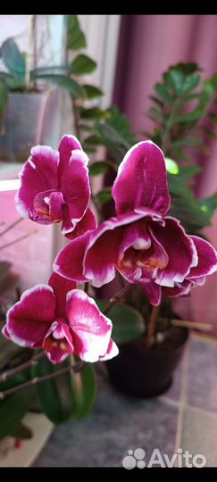 Орхидея фаленопсис
