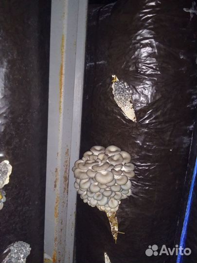 Зерновой мицелий Вешенки штамм 11Р