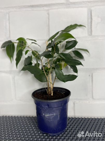 Фикус бенджамина