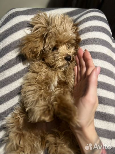 Собака для фотосессий мальтипу мини