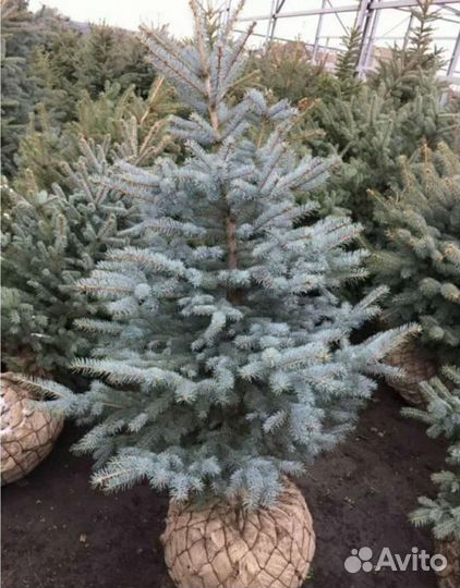 Ель голубая глаука