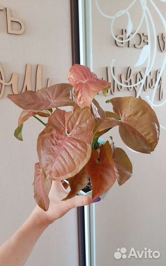 Сингониум неон пинк розовый