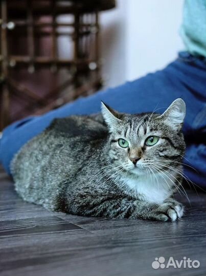 Кошка молодая бесплатно