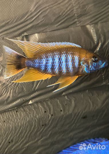 Малавийские цихлиды