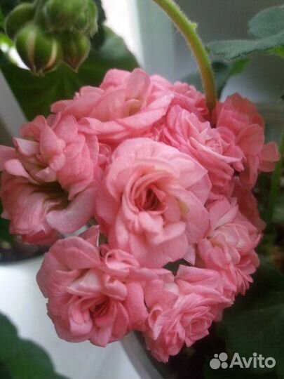 Пеларгония герань розебудная