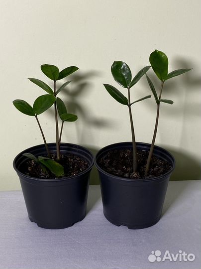 Цветы комнатные