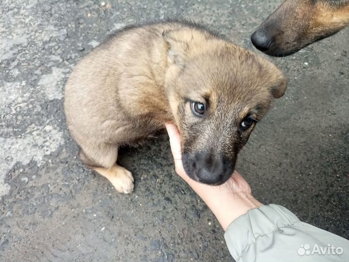 Щенок в добрые руки