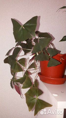 Oxalis кислица