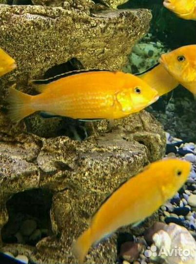 Аквариумное рыбки