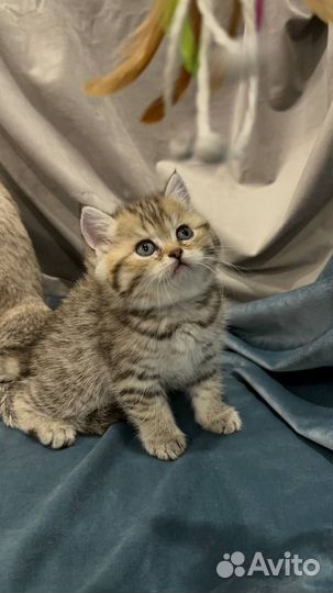 Рождественские Шотландские котята