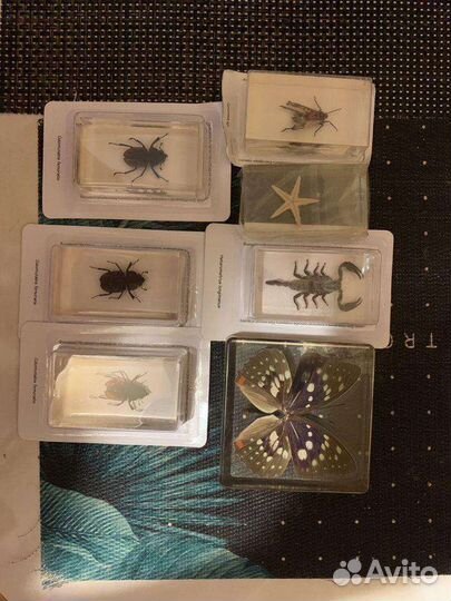 Насекомые в стекле