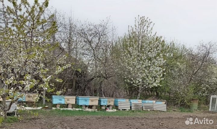 Продам пчелосемью