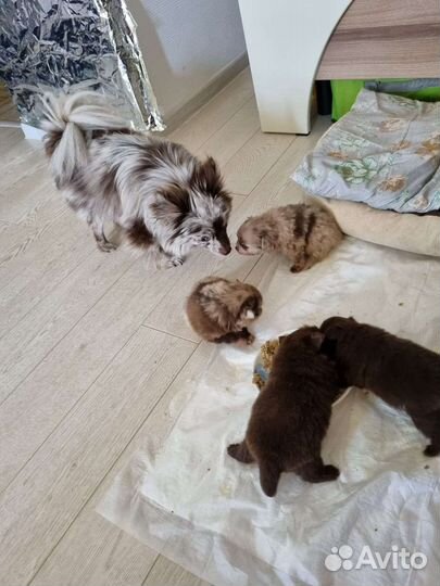 Щенки шпица