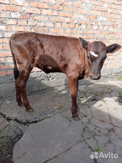 Теленок (девочка) 2 мес