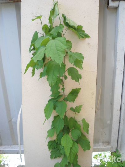 Гибискус сирийский саженцы и черенки, продаю