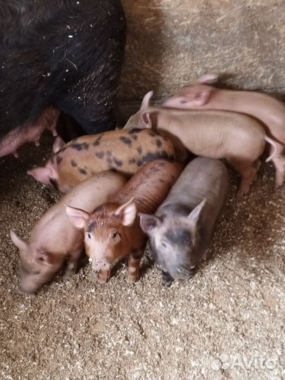 Поросята породы дюрок