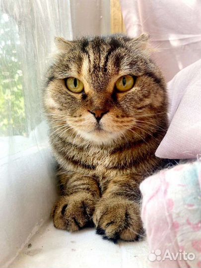 Шотландская кошечка Баффи