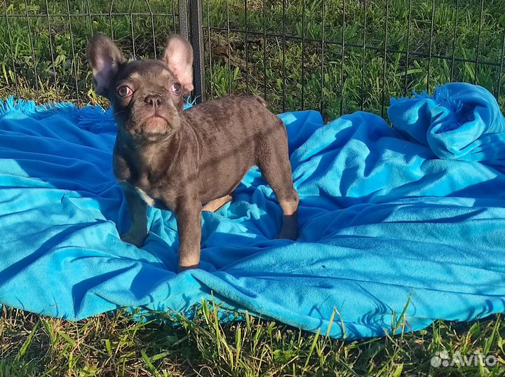 Очень красивая девочка голубого окраса