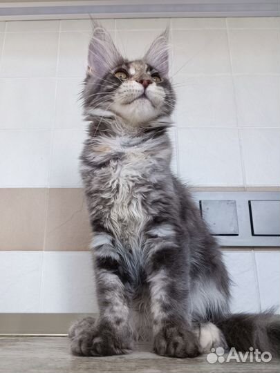 Котёнок Мейн-Кун полидакт