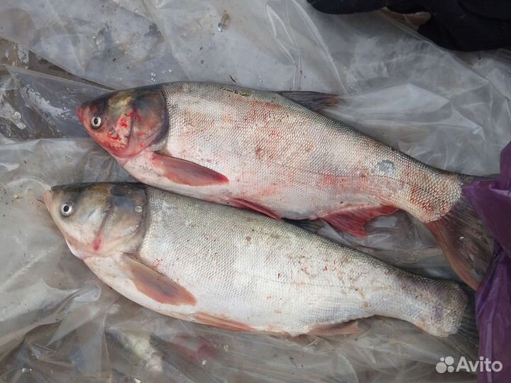 Живая рыба. Толстолобик, карп. Малек карпа