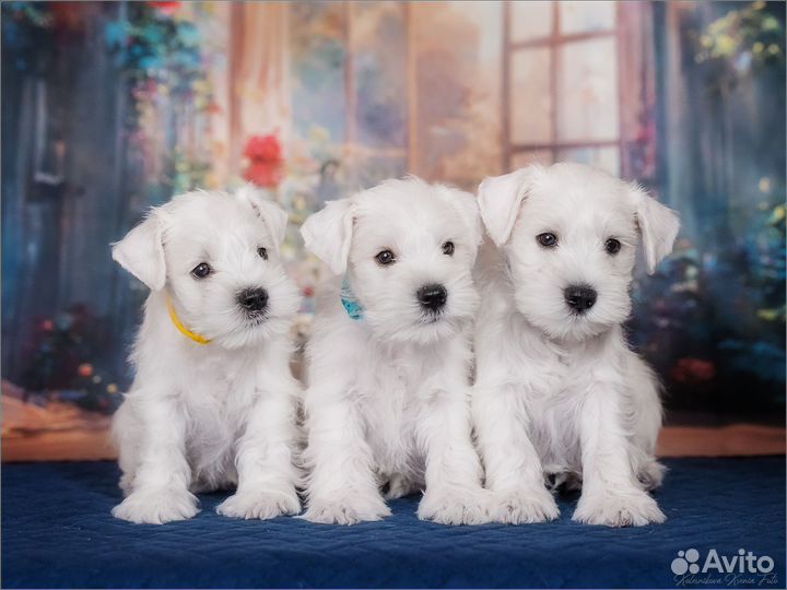 Цвергшнауцер щенки белый