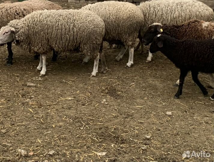 Овцы ягнята