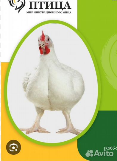 Инкубационное яйцо бройлера,несушки,индейки,утки,г