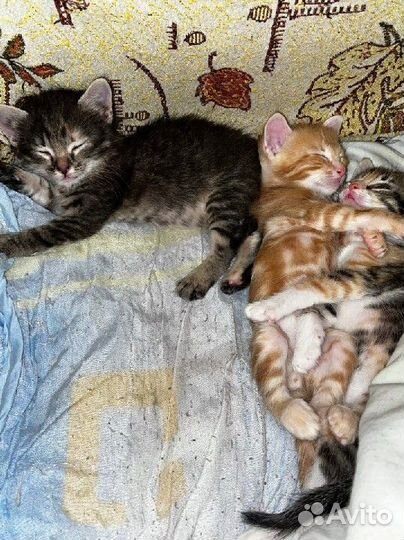 Котёнок